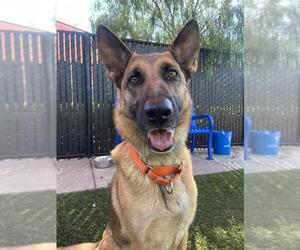 German Shepherd Dog-Unknown Mix Dogs for adoption in Elk Grove, CA, USA