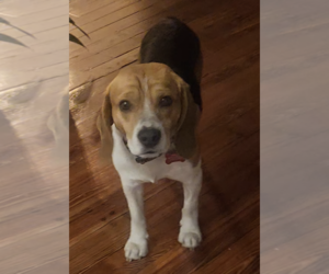 Beagle Dogs for adoption in Tampa, FL, USA