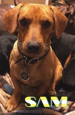 Medium Photo #1 Dachshund-Unknown Mix Puppy For Sale in Denton, TX, USA