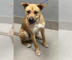 Boxer-Siberian Husky Mix Dogs for adoption in Las Vegas, NV, USA