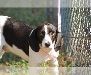 Beagle Dogs for adoption in Tarboro, NC, USA
