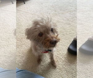 Cairn Terrier-Unknown Mix Dogs for adoption in Wheaton, IL, USA