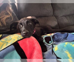 Labrador Retriever-Unknown Mix Dogs for adoption in New London, WI, USA