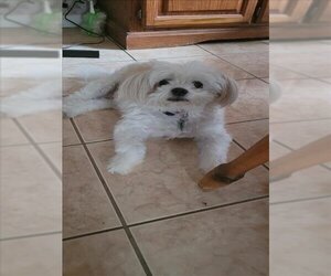 Shih Tzu Dogs for adoption in San Antonio, TX, USA