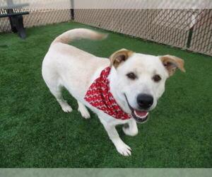 Labrador Retriever-Unknown Mix Dogs for adoption in Norco, CA, USA