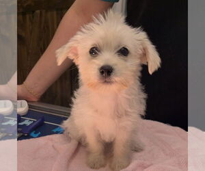 Maltese-Unknown Mix Dogs for adoption in Chico, CA, USA