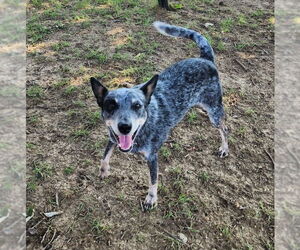 Mutt Dogs for adoption in McKinney, TX, USA