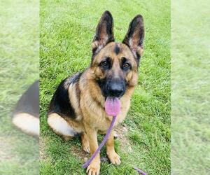 German Shepherd Dog Dogs for adoption in Westminster, MD, USA