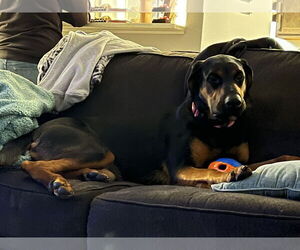 Doberman Pinscher-German Shepherd Dog Mix Dogs for adoption in Buffalo, MN, USA