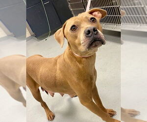 Mutt Dogs for adoption in Fayetteville, NC, USA