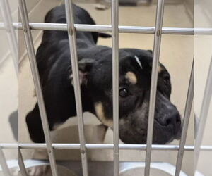 American Bulldog-Unknown Mix Dogs for adoption in Decatur, IL, USA