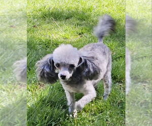 Poodle (Toy)-Unknown Mix Dogs for adoption in Olalla, WA, USA