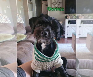 Shih-Poo Dogs for adoption in Des Moines, IA, USA