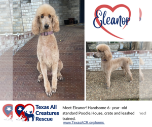 Poodle (Standard) Dogs for adoption in Lillian, TX, USA