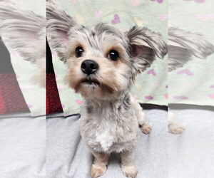 Maltese-Unknown Mix Dogs for adoption in Smithfield, PA, USA