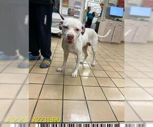 Dogo Argentino Dogs for adoption in West Palm Beach, FL, USA
