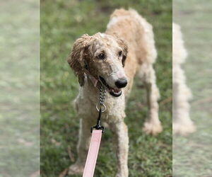 Poodle (Standard) Dogs for adoption in Valrico, FL, USA