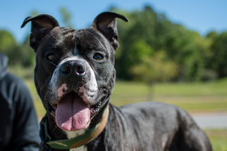 Bull-Boxer Dogs for adoption in Northport, AL, USA