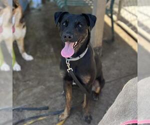 Rottweiler-Unknown Mix Dogs for adoption in Modesto, CA, USA