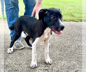 Mutt Dogs for adoption in Quitman, MS, USA
