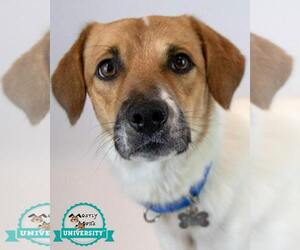 Retriever -Unknown Mix Dogs for adoption in Kennesaw, GA, USA