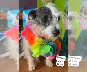Chihuahua-Unknown Mix Dogs for adoption in Virginia Beach, VA, USA
