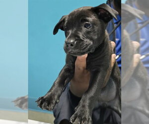 Mutt Dogs for adoption in Houston, TX, USA