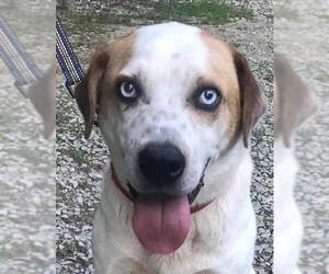 American Bulldog-Catahoula Leopard Dog Mix Dogs for adoption in Crossville, TN, USA