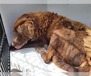 Chesapeake Bay Retriever-Unknown Mix Dogs for adoption in Houston, TX, USA