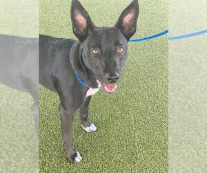 Labrador Retriever Dogs for adoption in Fayetteville, NC, USA