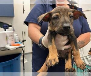 Doberman Pinscher-Unknown Mix Dogs for adoption in Tulsa, OK, USA