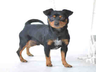 Chipin Dogs for adoption in Jackson, CA, USA