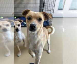 Mutt Dogs for adoption in Chula Vista, CA, USA