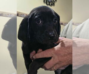 Black and Tan Coonhound-Labrador Retriever Mix Dogs for adoption in Aurora, IN, USA
