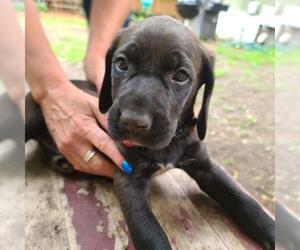 Bluetick Coonhound-Golden Retriever Mix Dogs for adoption in Mankato, MN, USA