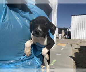 American Pit Bull Terrier Dogs for adoption in Bakersfield, CA, USA