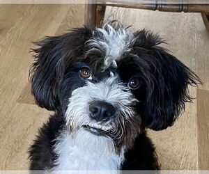 Lhasa-Poo Dogs for adoption in Newport Beach, CA, USA