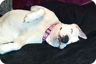 American Bulldog-Unknown Mix Dogs for adoption in Brooklyn, NY, USA