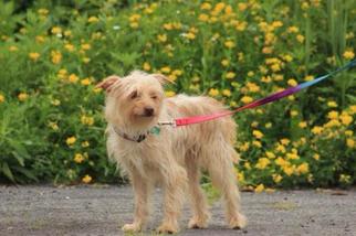 Cairn Terrier Dogs for adoption in Richmond, IN, USA