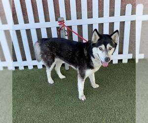 Siberian Husky Dogs for adoption in Modesto, CA, USA
