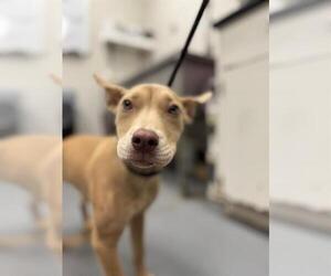 Mutt Dogs for adoption in Peoria, IL, USA