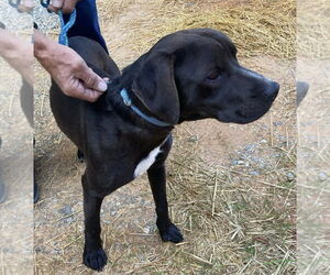 Medium Photo #2 Labbe Puppy For Sale in Pottstown, PA, USA