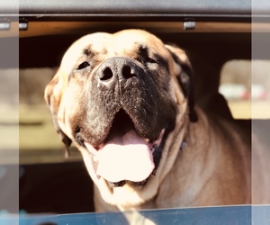 Mastiff Dogs for adoption in Mooresville, IN, USA
