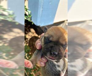 American Pit Bull Terrier Dogs for adoption in Houston, TX, USA