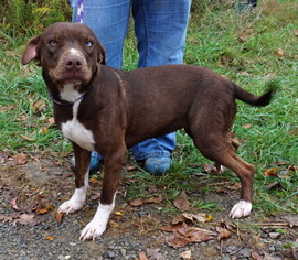 Sheprador Dogs for adoption in Dickson, TN, USA