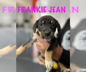 Mutt Dogs for adoption in Mooresville, NC, USA