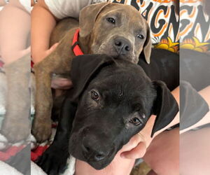 Mutt Dogs for adoption in Goodyear, AZ, USA