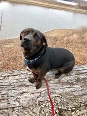 Basset Hound-Unknown Mix Dogs for adoption in Mattoon, IL, USA