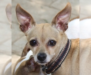 Chihuahua-Unknown Mix Dogs for adoption in Arlington, TX, USA