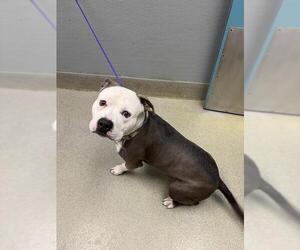 Mutt Dogs for adoption in Las Vegas, NV, USA